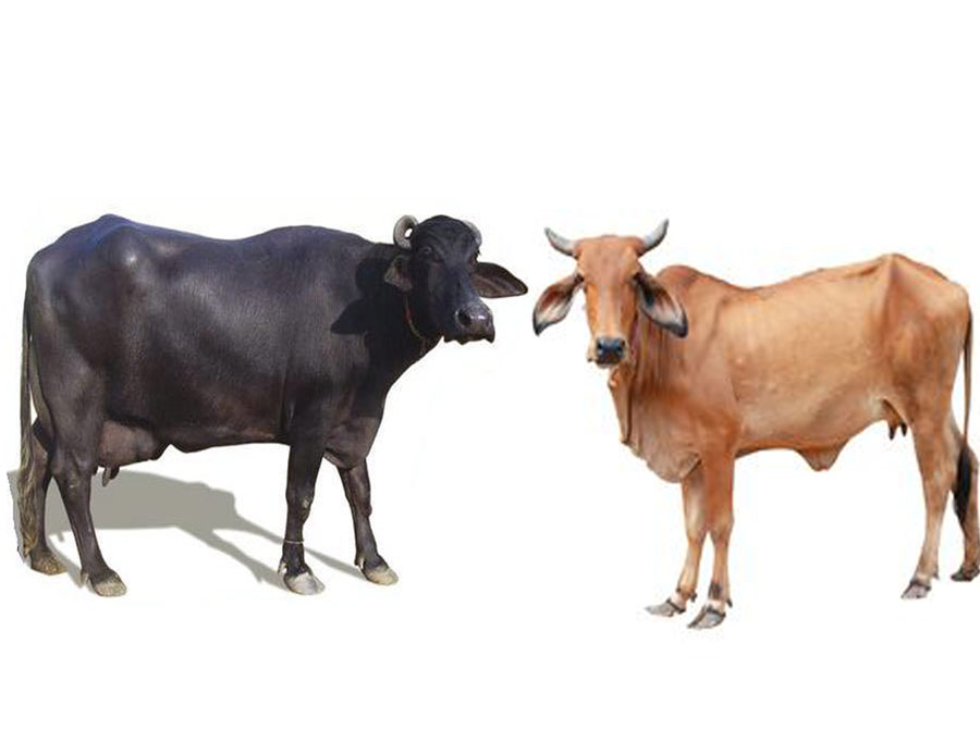Animals Diseases Diagnostic