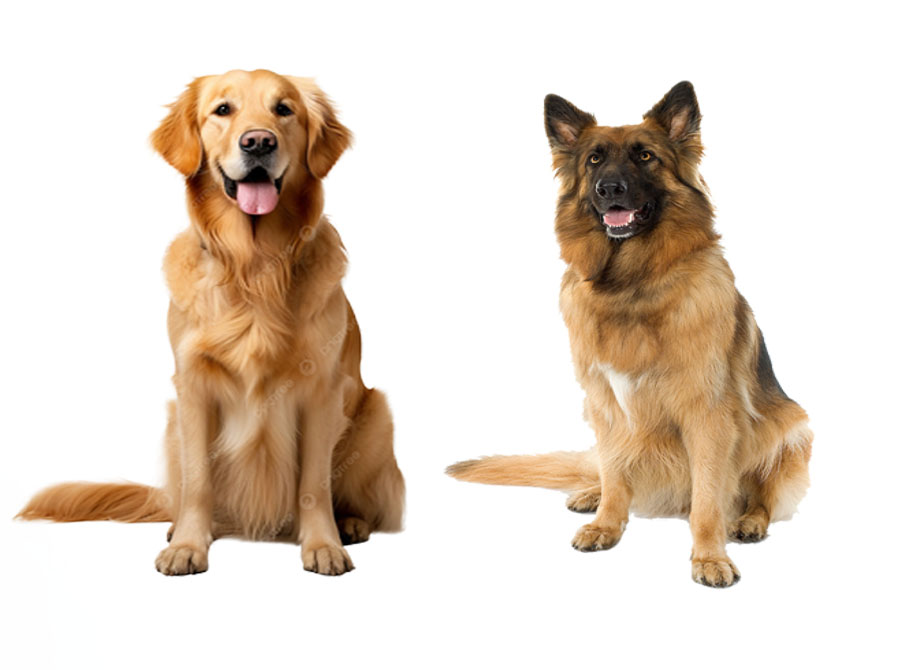 Canine Diseases Diagnostic