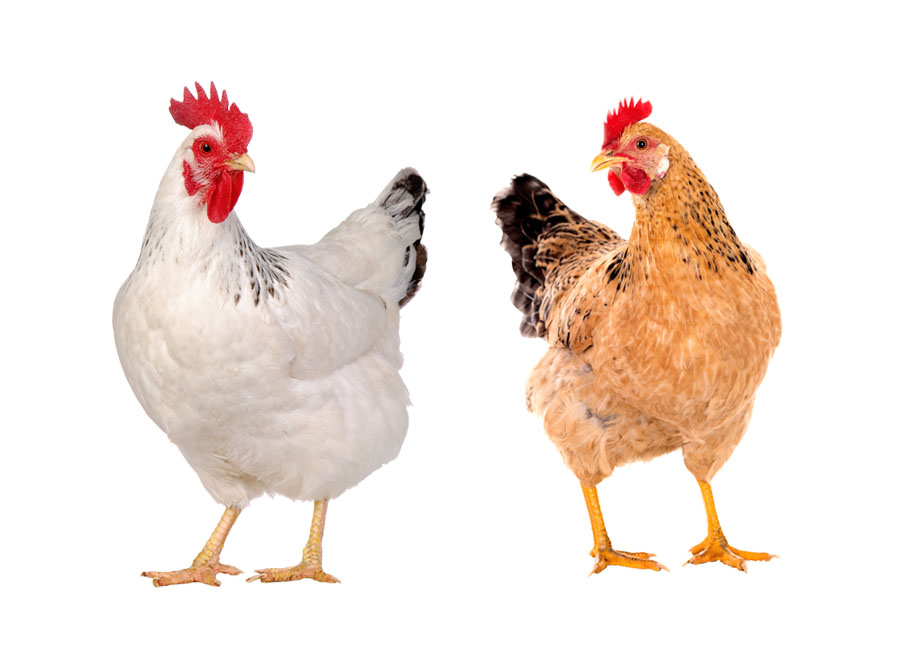 Poultry Disease Diagnostic