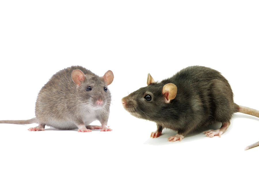 Rodent Health Monitoring