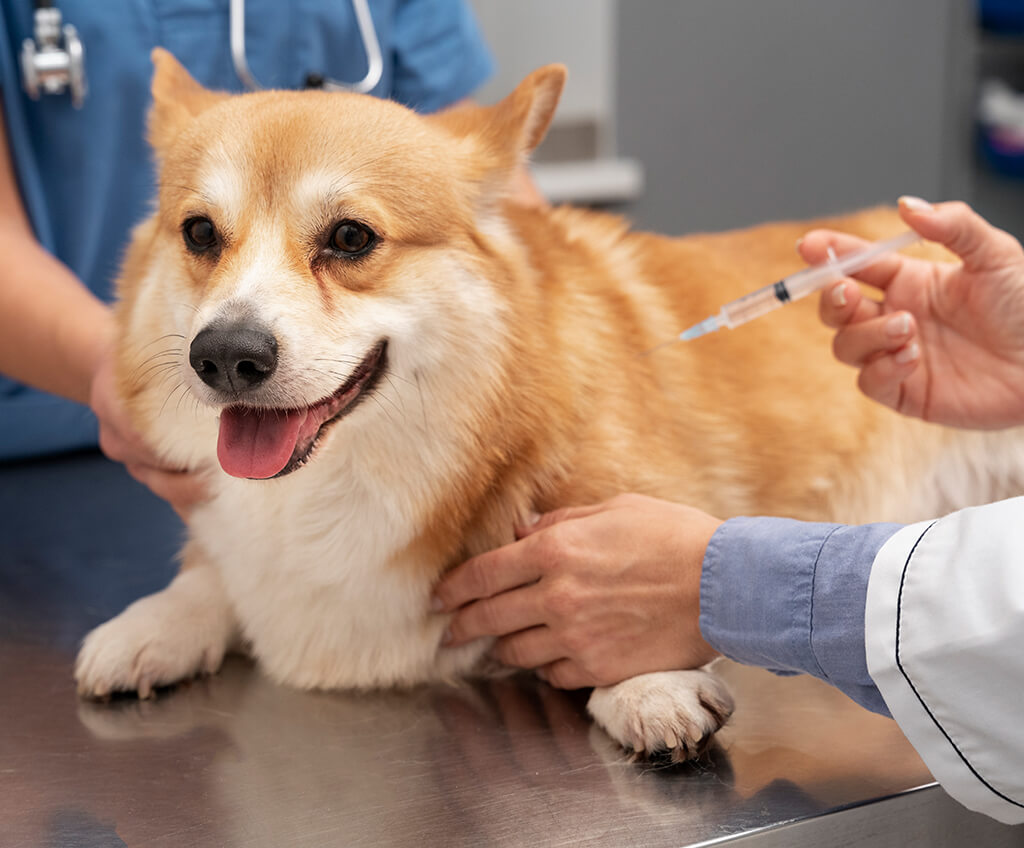 veterinary lab