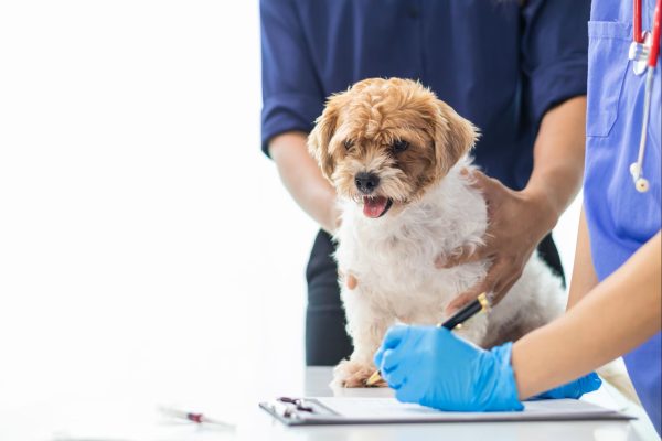 dog allergy tests